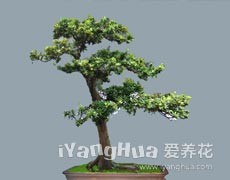 羅漢松圖片大全