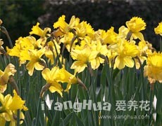 喇叭水仙圖片大全