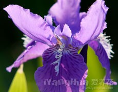 亮葉鳶尾圖片大全