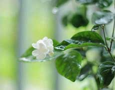 茉莉花圖片大全