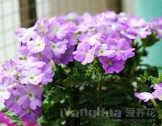 美女櫻圖片大全