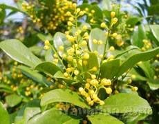 米蘭圖片大全