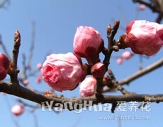 梅花圖片大全