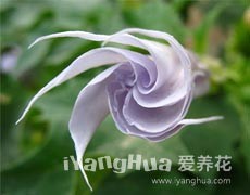 曼陀羅圖片大全