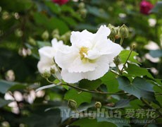 木芙蓉圖片大全