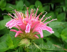 美國(guó)薄荷圖片大全