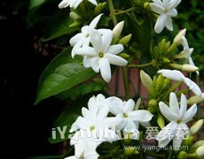毛茉莉圖片大全