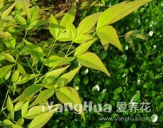 南天竹圖片大全