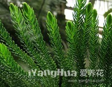 南洋杉圖片大全