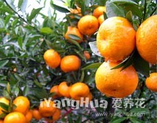 年橘圖片大全