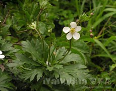 歐洲銀蓮花圖片大全