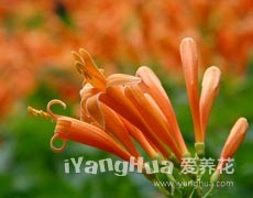 炮仗花圖片大全