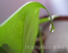 千手觀音圖片大全