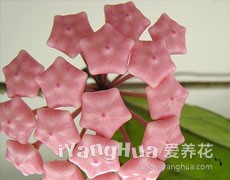 球蘭圖片大全