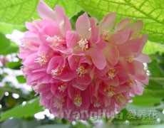 球根海棠圖片大全