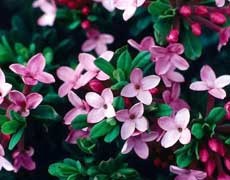 瑞香圖片大全