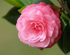山茶圖片大全