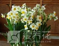水仙圖片大全