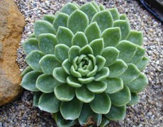 石蓮花圖片大全
