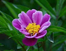 芍藥圖片大全