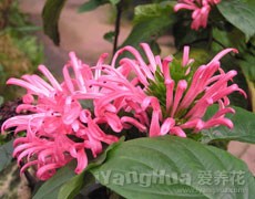 珊瑚花圖片大全