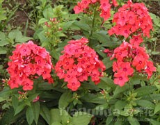 宿根福祿考圖片大全