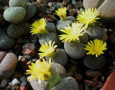 生石花圖片大全