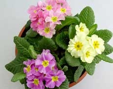 四季櫻草圖片大全
