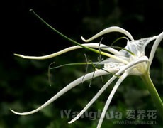 水鬼蕉圖片大全