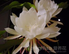 曇花圖片大全