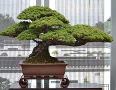 五針?biāo)蓤D片大全