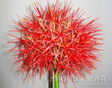 網(wǎng)球花圖片大全