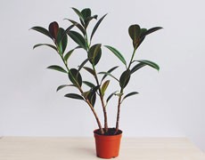 橡皮樹圖片大全