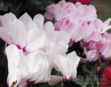 仙客來圖片大全