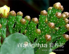 仙人掌圖片大全
