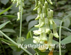 香豌豆圖片大全