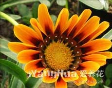 勛章花圖片大全