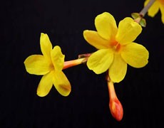 迎春花圖片大全