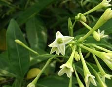 夜來香圖片大全