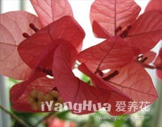 葉子花圖片大全