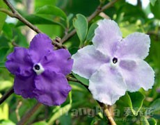 鴛鴦茉莉圖片大全