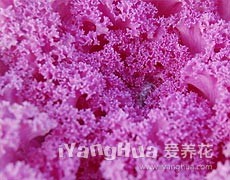 羽葉甘藍圖片大全