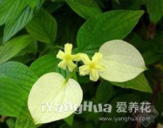 玉葉金花圖片大全