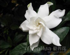 梔子花圖片大全