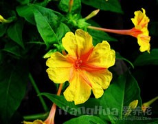 紫茉莉圖片大全