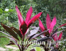 朱蕉圖片大全