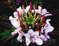 醉蝶花圖片大全