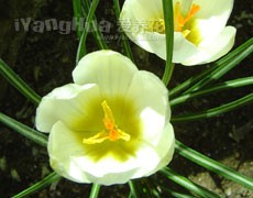 藏紅花圖片大全