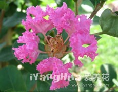 紫薇圖片大全