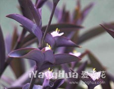 紫鴨跎草圖片大全
